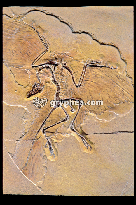 Archaeopteryx - animal entier - gryphea.org